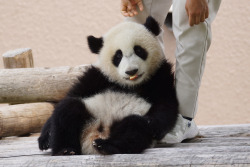 Giantpandaphotos:  Yuhin At Adventure World In Wakayama, Japan, On May 31, 2013.