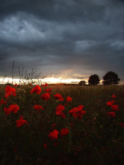 red-lipstick:  Chris Tait aka Christopher Tait  - Sunset with Poppies 1, 2007     Photography