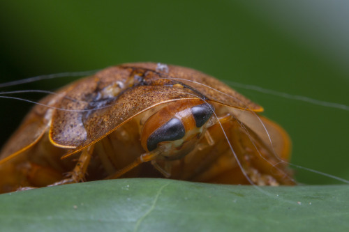 onenicebugperday:Cockroaches and nymphs in the genus Pseudophoraspis Found in Southeast AsiaPho