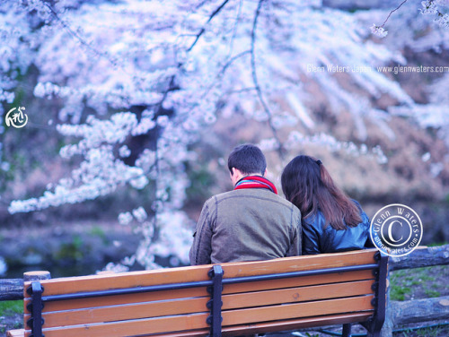 Love Under The Cherry Blossoms. 