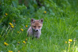 llbwwb:   (via 500px / Baby Fox by Rob Oldekamp)