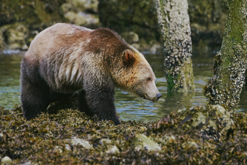 expressions-of-nature:  British Columbia, porn pictures