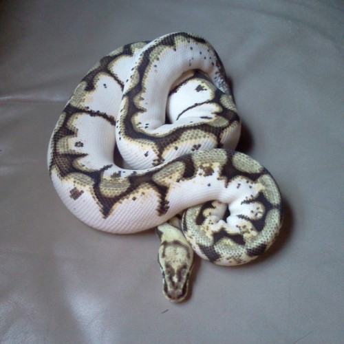 sleepysnakes:  snake-lady:  drawing-to-run:  drawing-to-run:  <33 #ballpython #python #snake #reptile #animals #herptiles_  Haven’t taken any recent pictures of her but going to give her some food tomorrow! I think she’s settled in enough to start