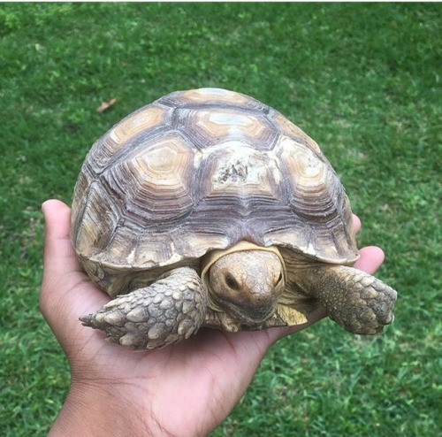 rajendragon:The outdoor enclosure I made for my 5 year old Sulcata tortoise, Tortellini. The plants 