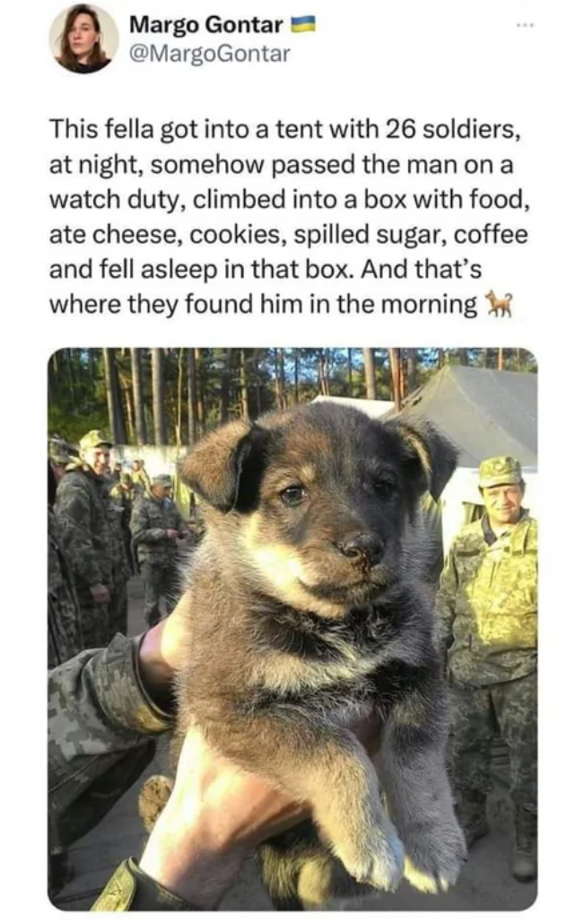 1oldbear:catchymemes:A born Special Operations Soldier.  Sign the boy up!
