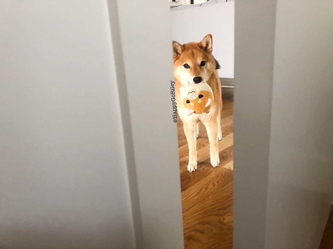 The best part of the day is coming home to this floofball..🐾❤️😍 #dogsarethebest #mustlovedogs #weeklyfluff #floof #pupper #shiba #shibaholics #ladbible #pupsofinstagram #doggo #doge #denver #coloradodogs #weratedogs (at Denver,...