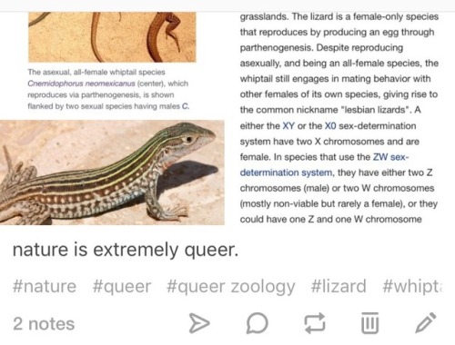 a story about lizards, and things other than lizards.