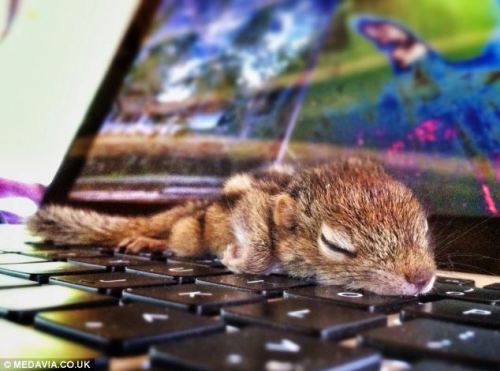 phototoartguy:  Nodding off at your keyboard? This tiny palm squirrel can fall asleep ANYWHERE (but it prefers its owner’s shirt pocket) Wildlife film maker Paul Williams, 34, took looks after the tiny palm squirrel Has cared for the animal, called