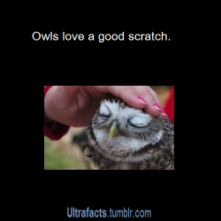 sleepingwolf818:  pizzaismylifepizzaisking:  sajintmm:  pizzaismylifepizzaisking:  ultrafacts:  Source (Want more facts? Click HERE to follow)  Omg they are so cute!!    WTF   Owls are awesome  wait for it….   Owls are the cats of the bird world. 