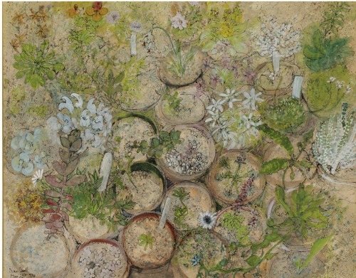 poboh:  Potted alpine plants, Nina Carroll. (1932 - 1990)  - Pen, Ink, Watercolor and Gouache -