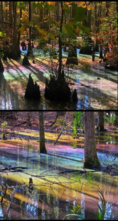 jaubaius: This is the Rainbow Swamp phenomenon. The rainbow sheens are the result of natural oils re