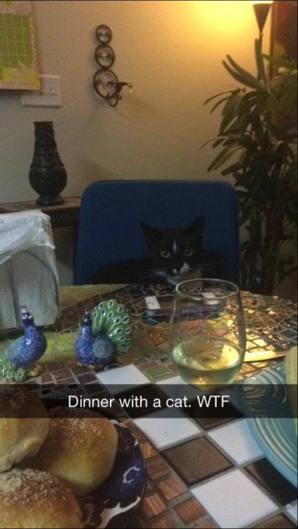 socksinator: Socks joined us for dinner Saturday night. My friend didn’t approve. You mean ex-