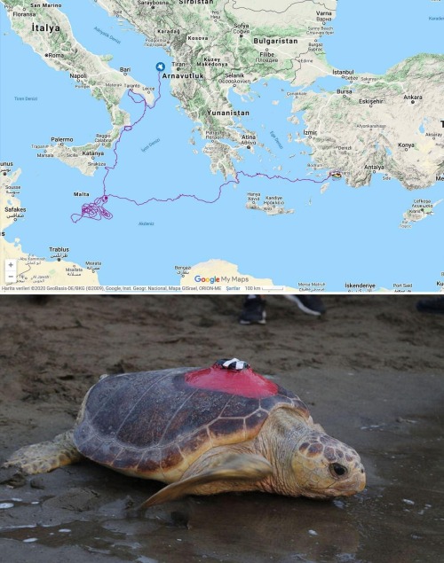 lotsofbruhmoments:
mapsontheweb:


5,500 km route of a loggerhead sea turtle tracked by Turkish scientists.
Zoomable map >>



Malta make u lose control 