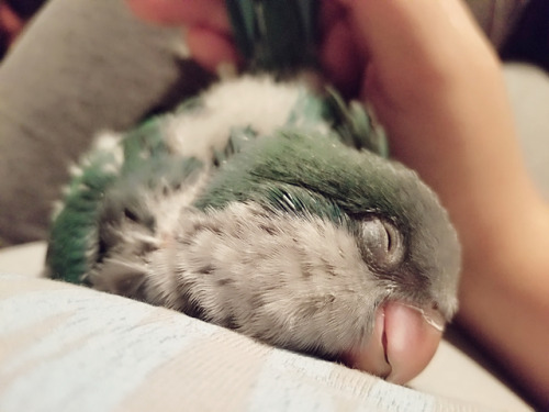 beakybirds:Sleepy bird love is the best kind there is.