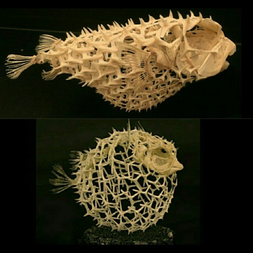 dungeons-and-dragonborns: sixpenceee: Puffer Fish Skeleton            