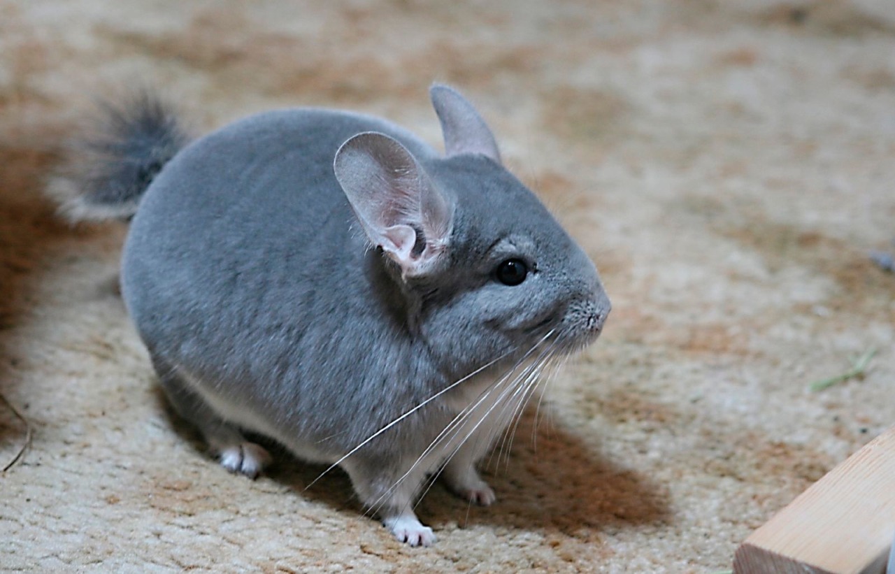 dailychinchilla:  (via)