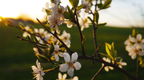emiltakephotos: Spring is God’s way of saying ‘One more time!’ -Robert O