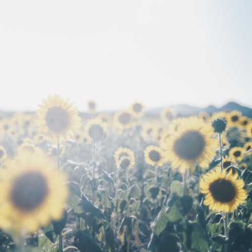 Sunlight Emphasizing Ephemeral