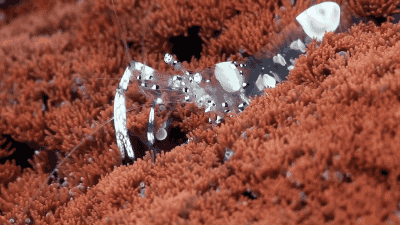 Transparent Cleaner Shrimp. [video]