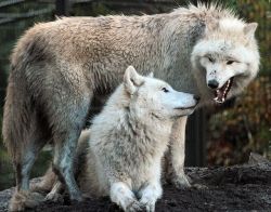 wolfsheart-blog:  Wolves by Hudsonbay wolf