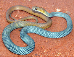 snakeoftheday: Todays Snake Is: The Yellow-faced Whip Snake (Demansia psammophis) is a venomous species found throughout Australia. It is notable for its large eyes and keen eyesight, which help it to seek out lizards, its primary prey. Though it is not