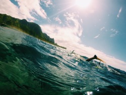 surfing-in-harmony:  insta: thaifurtado