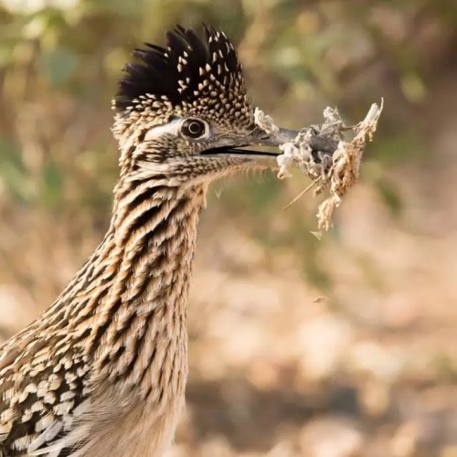 Roadrunner Appreciation Post