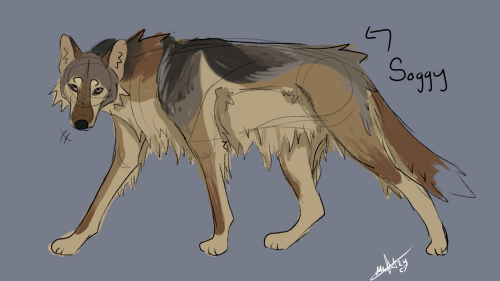 Sea Wolf For The Coolest Maggot Ive Ever Seen! :3