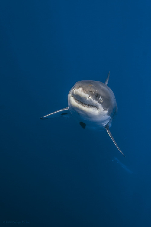 h4ilstorm:  Great white shark rising from the deep (by George Probst) 