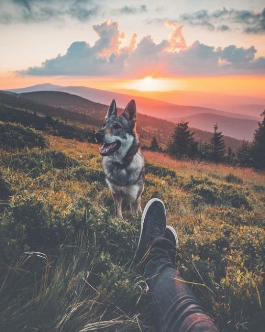 protect-and-love-animals: 