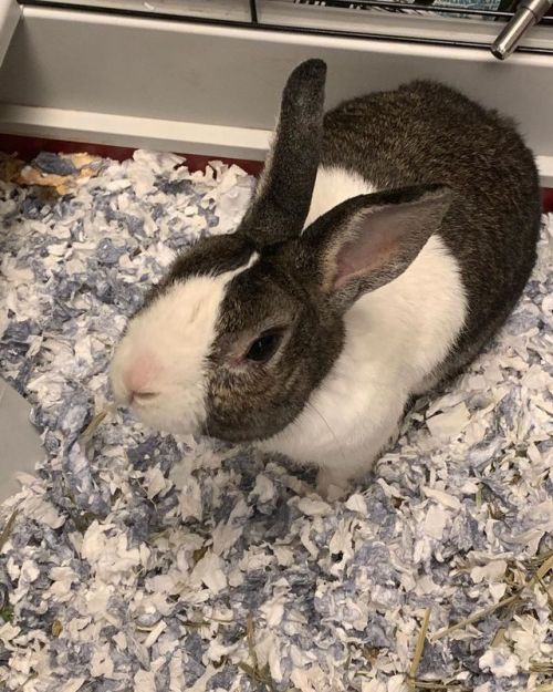 I’m very excited that my bun, Flopsy, is staying with me in my lab for a few weeks. He is usually at my parent’s house, but they’re on vacation, so he gets to stay with me! Flopsy has been with me for 7 years now, he was a rescue from a pet store I...