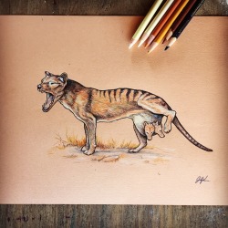 zoologyillustration: Thylacine aka Tasmanian