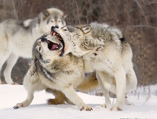 aleisternacht:  Hungry like the Wolf…..