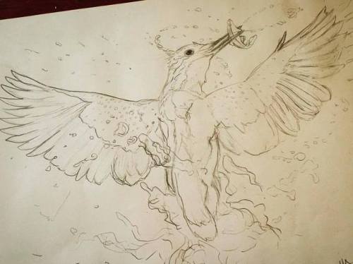 Kōtare sketch/draft (Kingfisher)