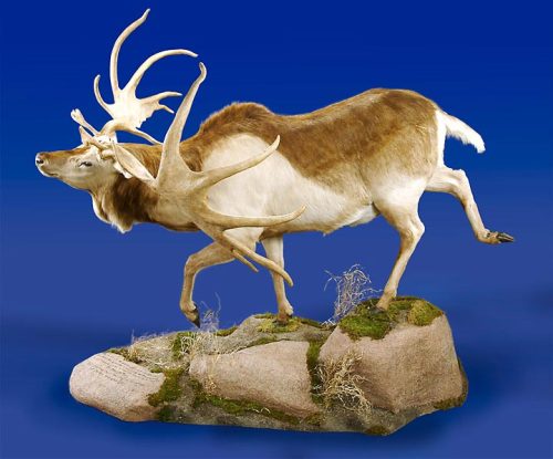 lilrabbitssong: the-far-lands:theoldbone:theoldbone:Three-time World Taxidermy Champion Ken Wa