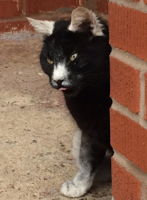 glamourcat28:gaytreasure:catsbeaversandducks:This Cat“I FOUND A SPECIAL CATTO TODAY AND HER NA