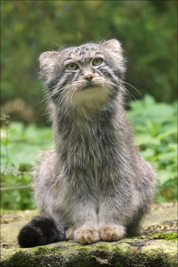 tulipnight:  Manul, a small wild cat by Foto