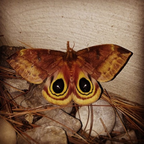 Found this neat moth. Not sure what kind of moth it is, never seen it before :P #moth #bugs #insects