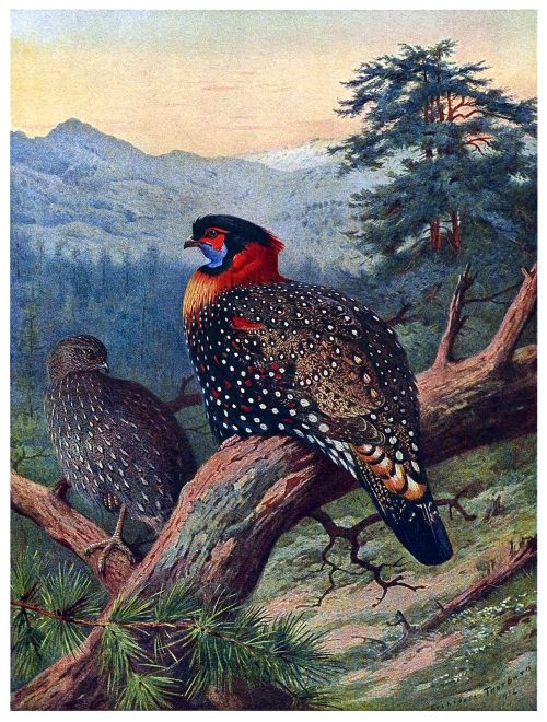 PHOTO of the day | September 26, 2014 | oldbookillustrations | Western tragopan | A. Thorburn, A monograph of the pheasants vol. 1 | William Beebe, London, 1918