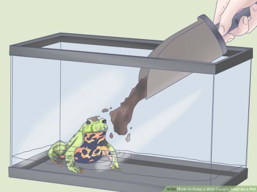 ottermatopoeia:toadschooled:From the Wikihow article “How to Keep a Toad As a Pet”J