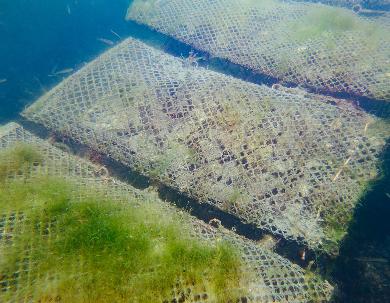 Oyster Farm in Brittany for MONOCLE, summer 2017
(Alex Cretey Systermans)