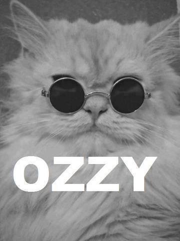 oasis-lml:  lolol lml OZZY CAT xD kajkaj ctm xDD