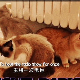 s-lay-ing:d-1 to Yixing’s birthday:  ↳  Yixing + his cats children