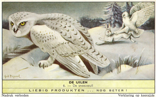 The Owls / De Uilen, Liebig cards for the dutch market, 1961. Liebig’s Extract of Meat Company. Illu