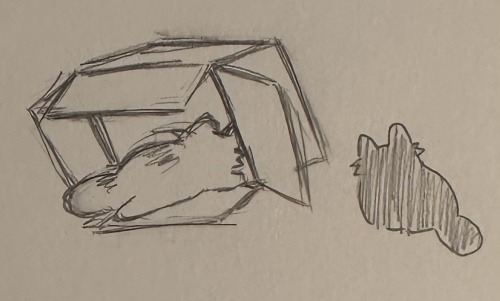 Silly Cats :3