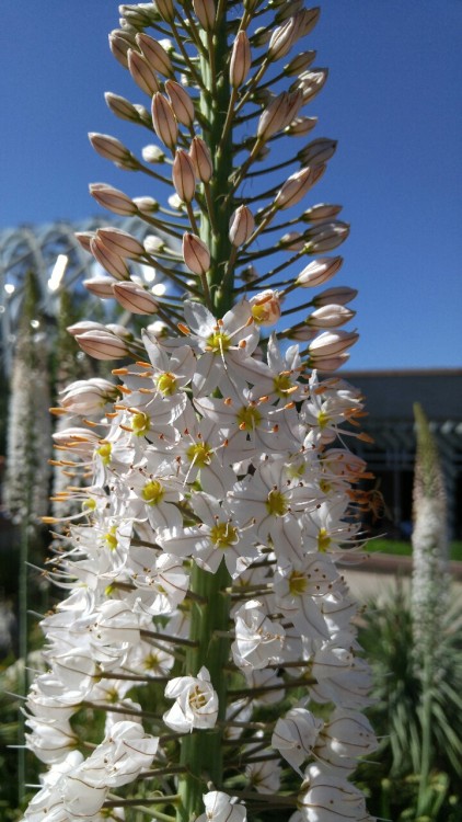 Eremurus “Joanna” is in the newly circumscribed family Asphodelaceae. Previously, this f
