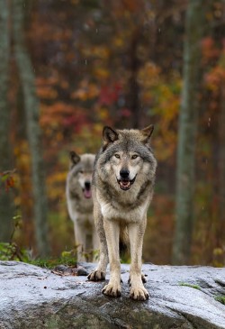 radivs:  Double Trouble -Timber Wolf by Jim