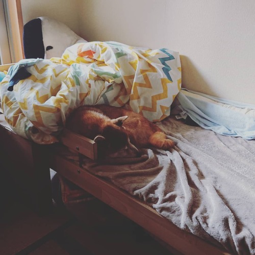 日曜朝の柴犬。出かけた息子のベッドで寝る。#しばいぬのいる生活 #柴犬14歳 #shibainu #shibastagram #shiba #shibadog #dogstagram #dog #犬の