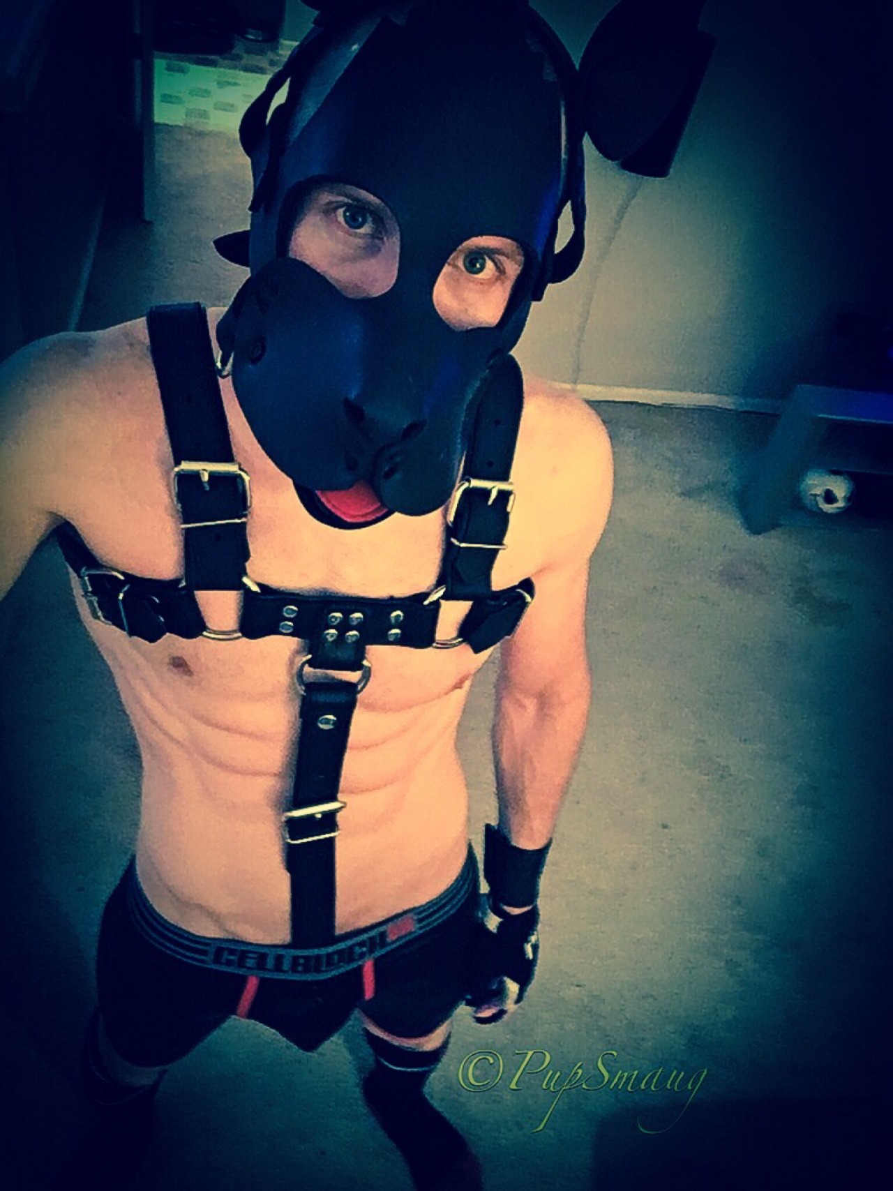 kinkyboyfrance:  pupsmaug:  🐶Arooo. Pup having a great new year. Wags to all my