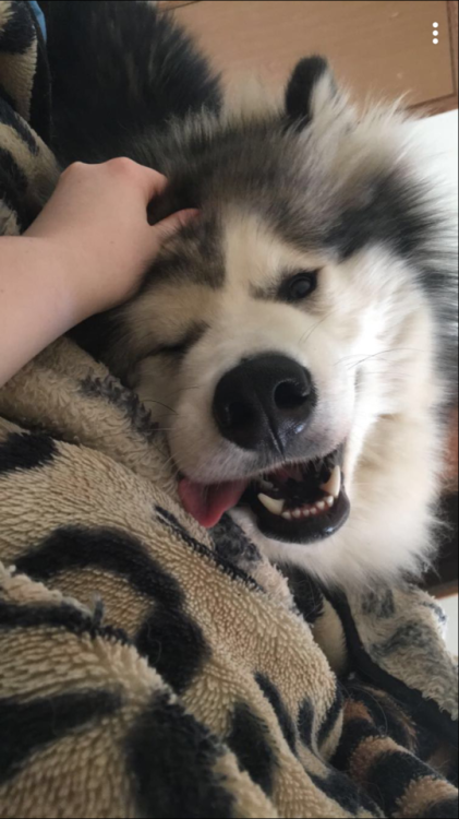 handsomedogs:He’s a derp but a cute one ❤️ #alaskan  malamute